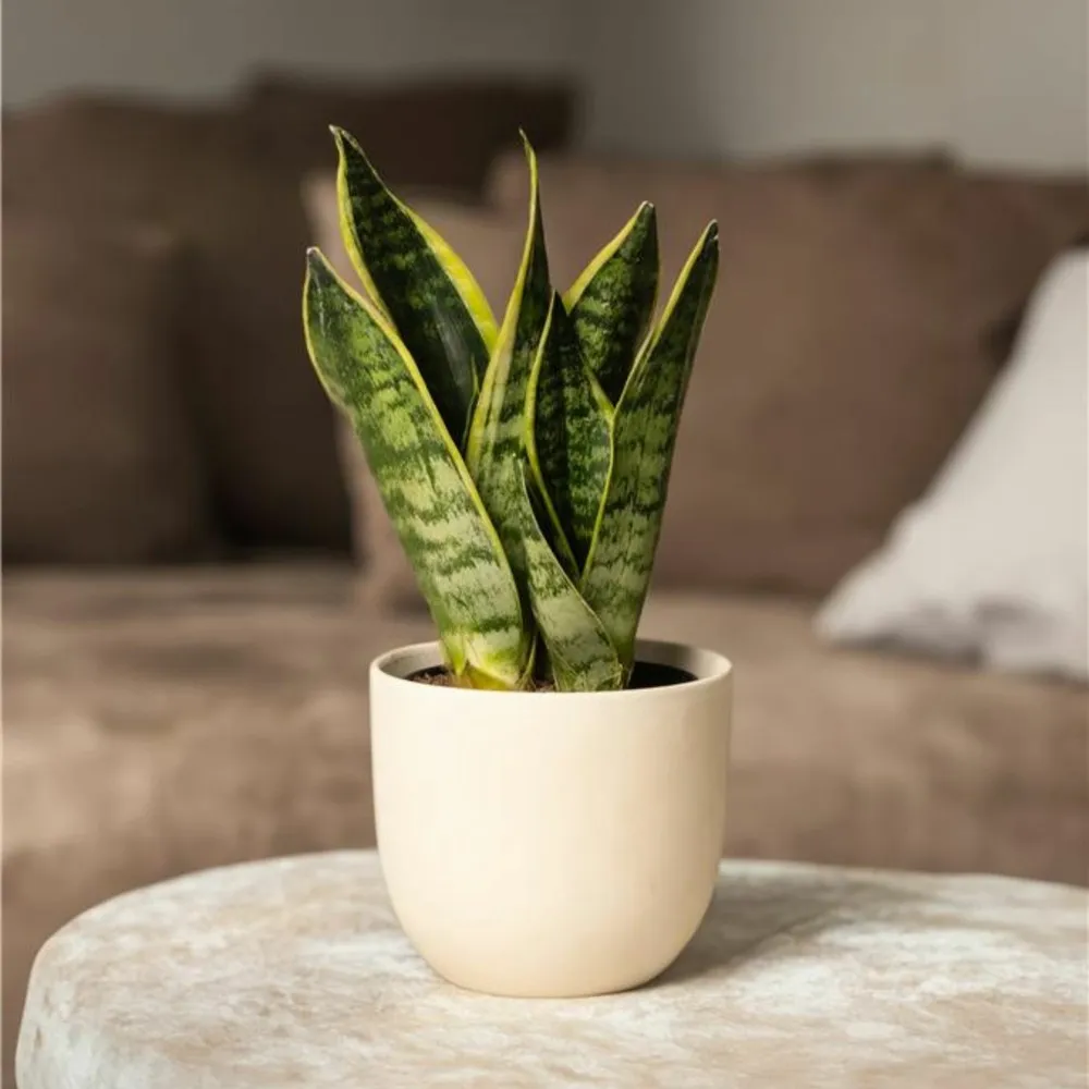 Langue de belle-mère - set de 3 - sansevieria 'superba' - h35-40cm - ⌀12cm